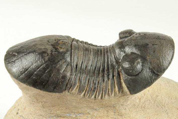 Paralejurus Trilobite Fossil - Foum Zguid, Morocco #204231